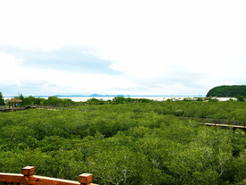 广东海陵岛红树林湿地