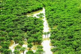 福建厦门下潭尾红树林湿地