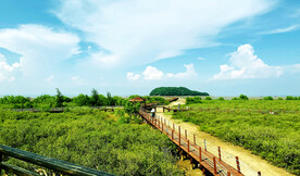 广东海陵岛红树林湿地