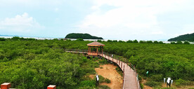 广东海陵岛红树林湿地