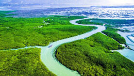 福建漳江口红树林湿地