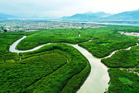 福建漳江口红树林湿地