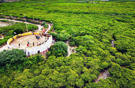 广东湛江高桥红树林湿地