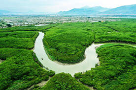 福建漳江口红树林湿地