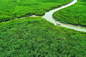 福建漳江口红树林湿地
