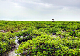 广西北海金海湾红树林