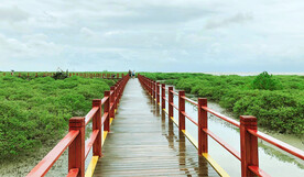 广西北海金海湾红树林