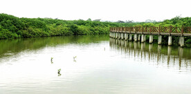 海南澄迈红树林湿地