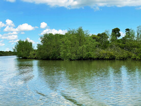海南东寨港红树林湿地