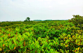 广东湛江高桥红树林湿地