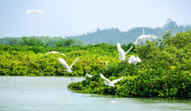 广东湛江高桥红树林湿地