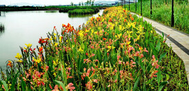 广东珠海黄杨河湿地公园