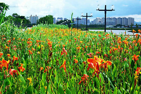 广东珠海黄杨河湿地公园