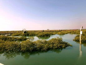 广西北海金海湾红树林