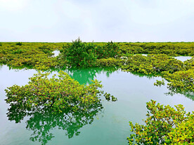 广西北海金海湾红树林