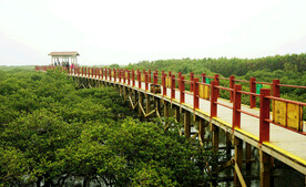 广西北海金海湾红树林