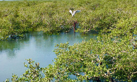 广西北海金海湾红树林