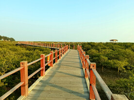 广西北海金海湾红树林