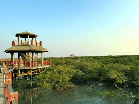 广西北海金海湾红树林