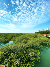 广西北海金海湾红树林