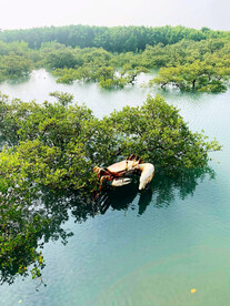 广西北海金海湾红树林