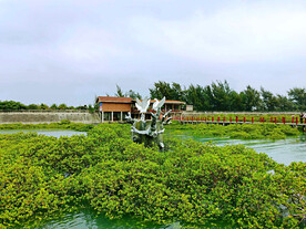 广西北海金海湾红树林