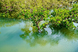 广西北海金海湾红树林