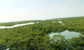 广西北海金海湾红树林