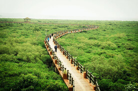 广西防城港东湾红树林