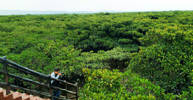 广西防城港东湾红树林