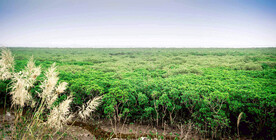 广西防城港东湾红树林