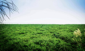广西防城港东湾红树林