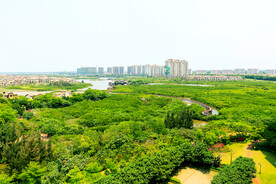 海南澄迈红树林湿地