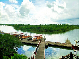 海南东寨港红树林湿地