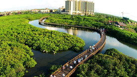 海南澄迈红树林湿地