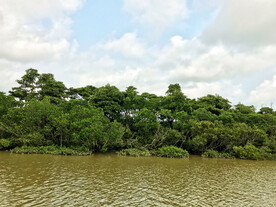 海南东寨港红树林湿地