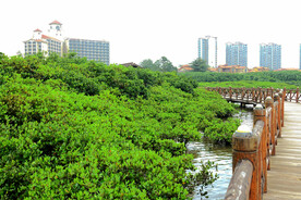 海南澄迈红树林湿地