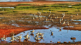 江西鄱阳湖湿地公园