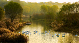 河南三门峡天鹅湖湿地公园