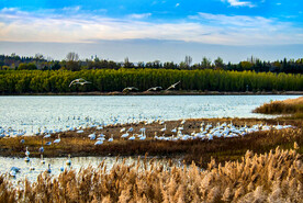 河南三门峡天鹅湖湿地公园