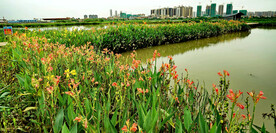 广东珠海黄杨河湿地公园