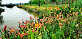 广东珠海黄杨河湿地公园