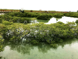 广西北海金海湾红树林