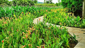 广东珠海黄杨河湿地公园