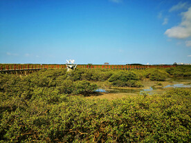 广西北海金海湾红树林