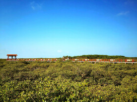 广西北海金海湾红树林