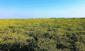 广西北海金海湾红树林