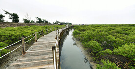 广西北海金海湾红树林