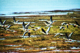 江西鄱阳湖湿地公园