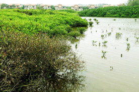 海南澄迈红树林湿地